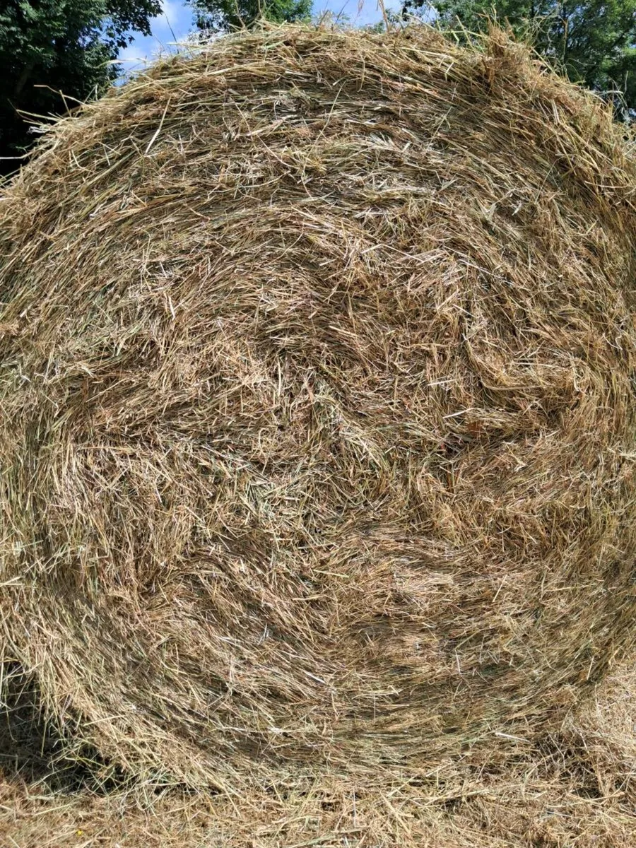 Hay - Image 2
