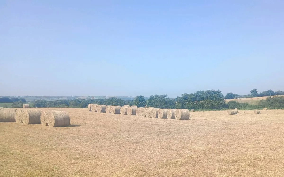 Round bales of June hay