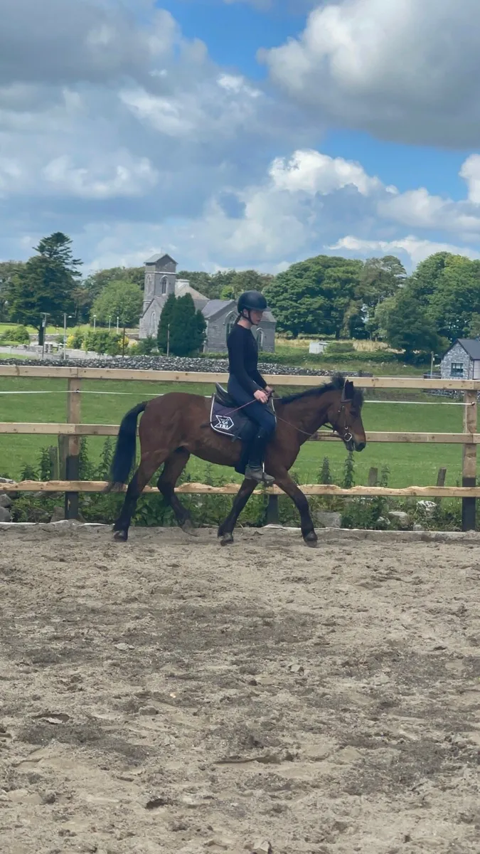 Broken and ridden Cob