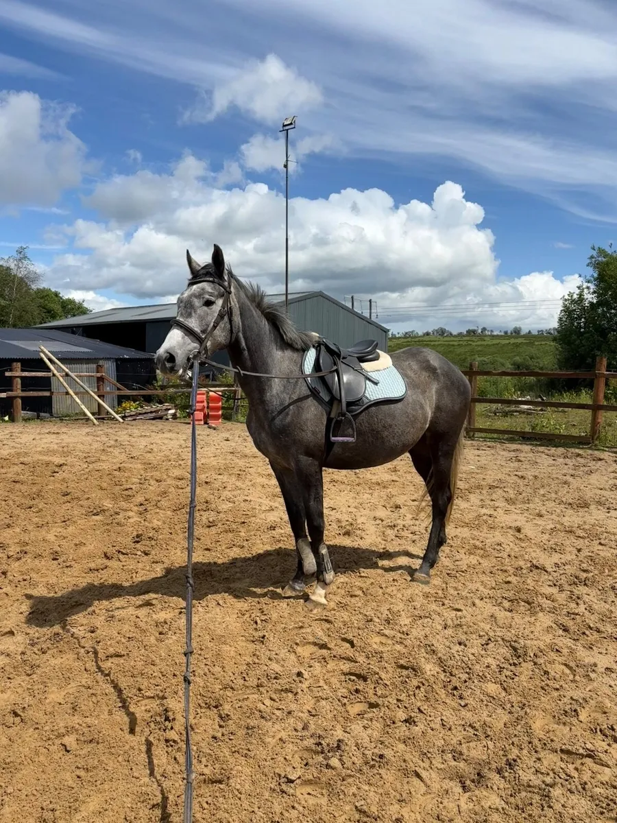 Super Young Mare - Image 2