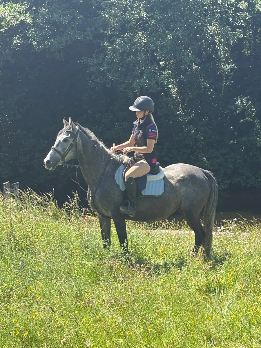 Super Young Mare - Image 1