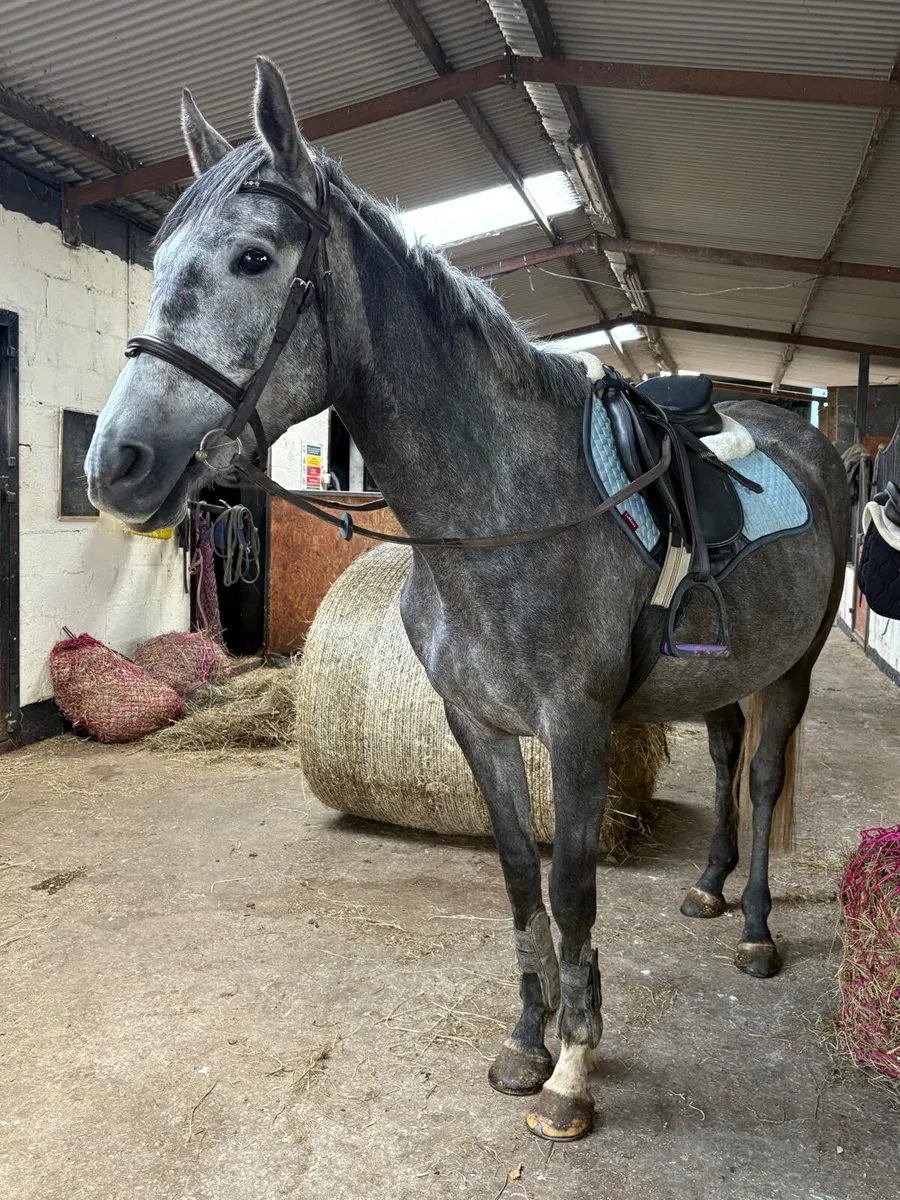 Super Young Mare - Image 4