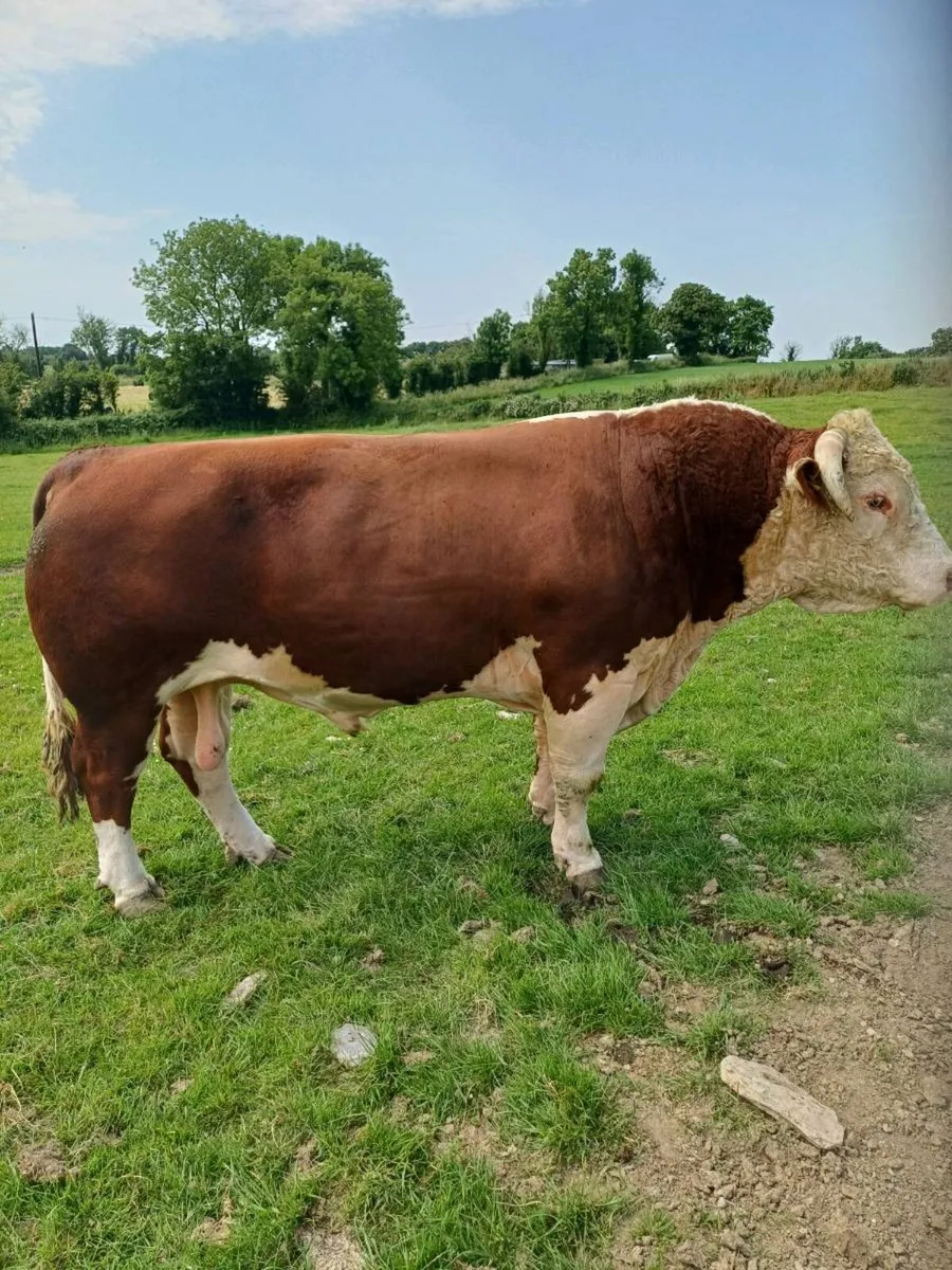 Hereford Bull - Image 2