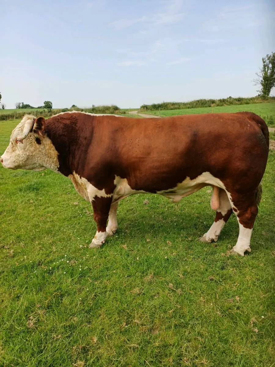 Hereford Bull - Image 3