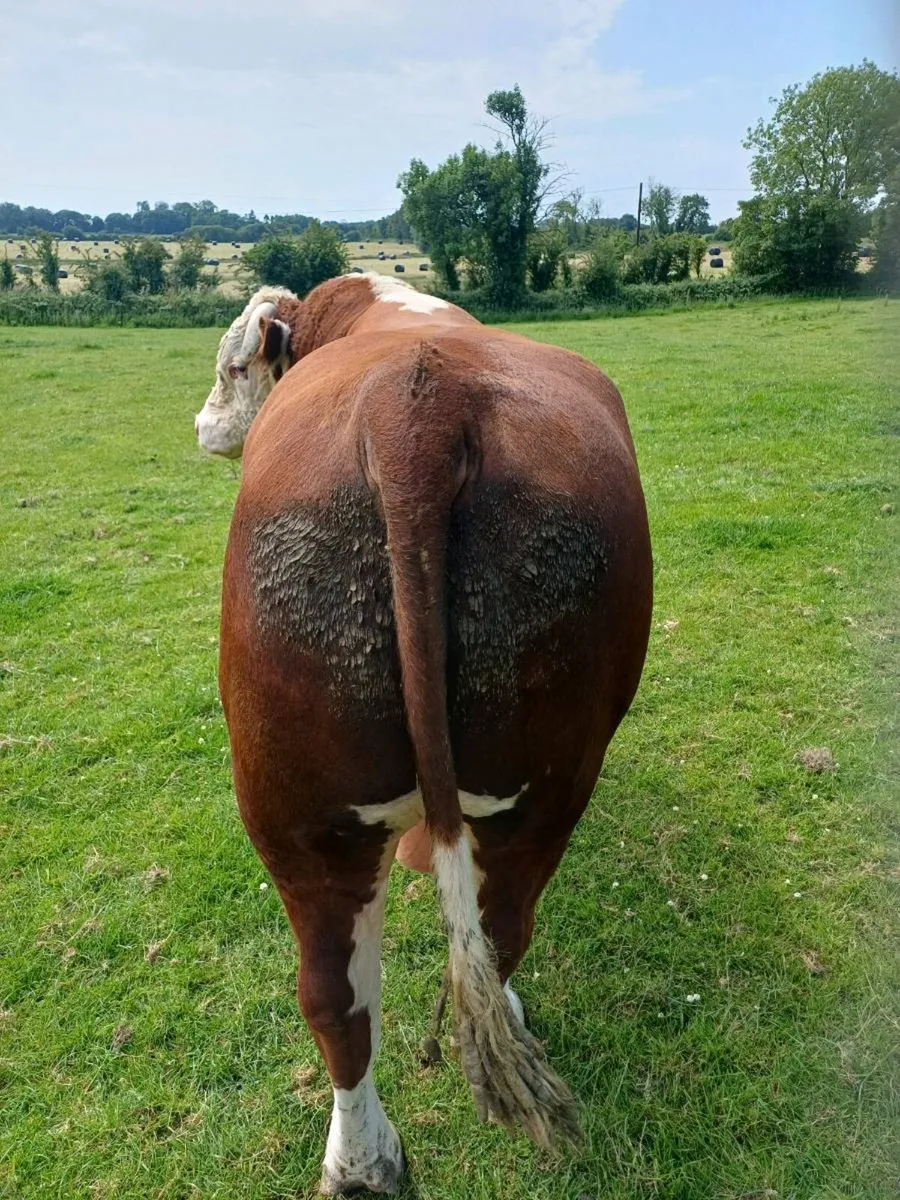 Hereford Bull - Image 4