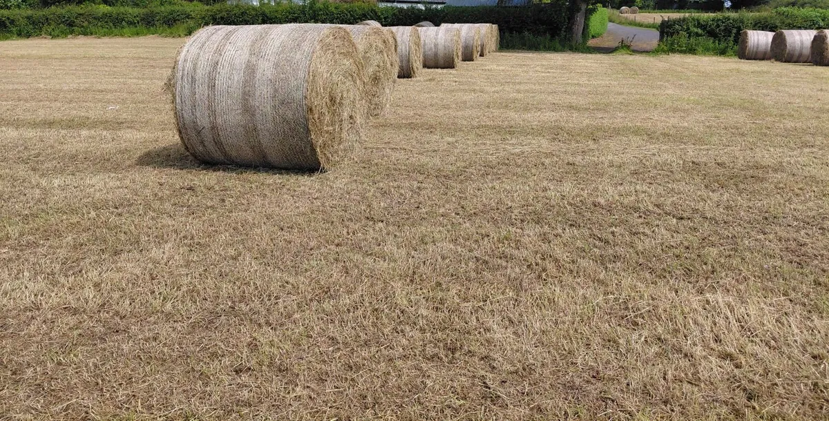 Hay