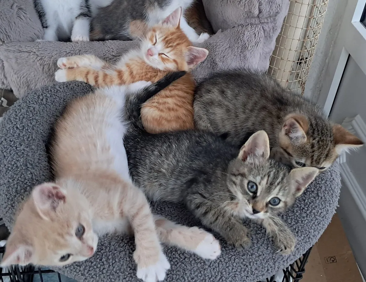 Kittens - Image 1