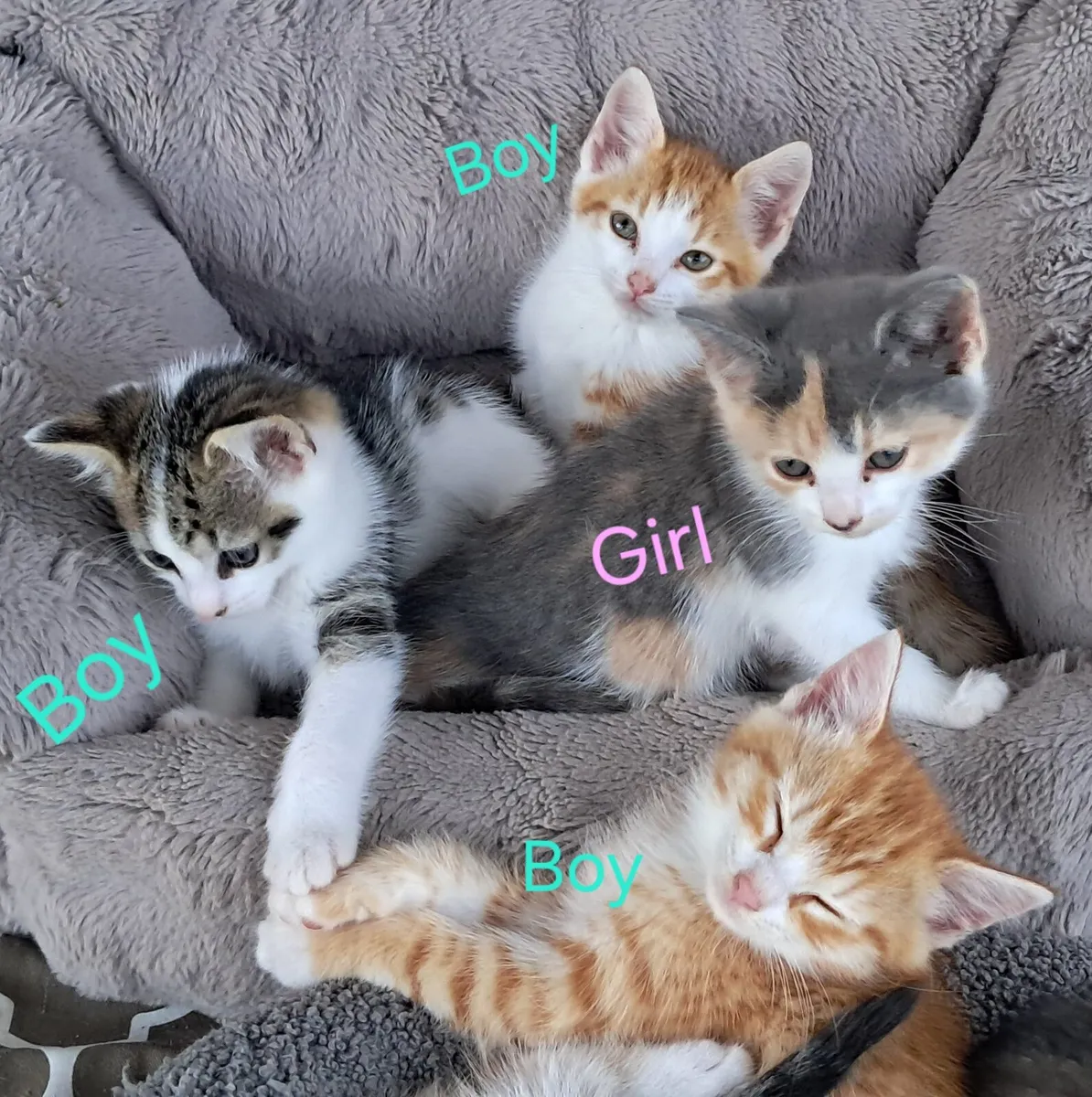Kittens - Image 2
