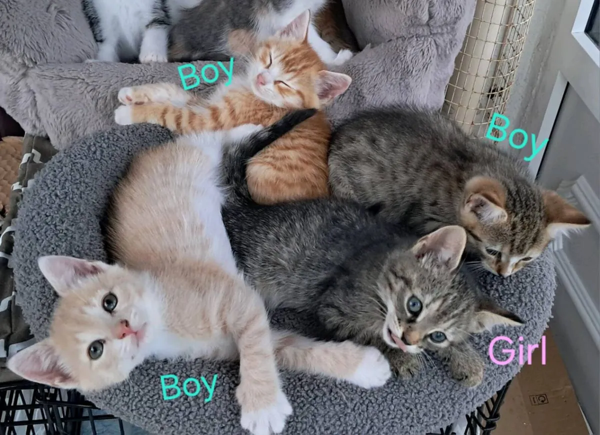 Kittens - Image 3