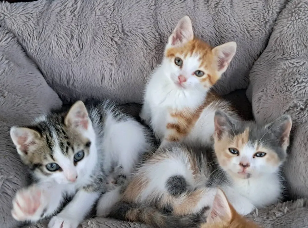 Kittens - Image 4