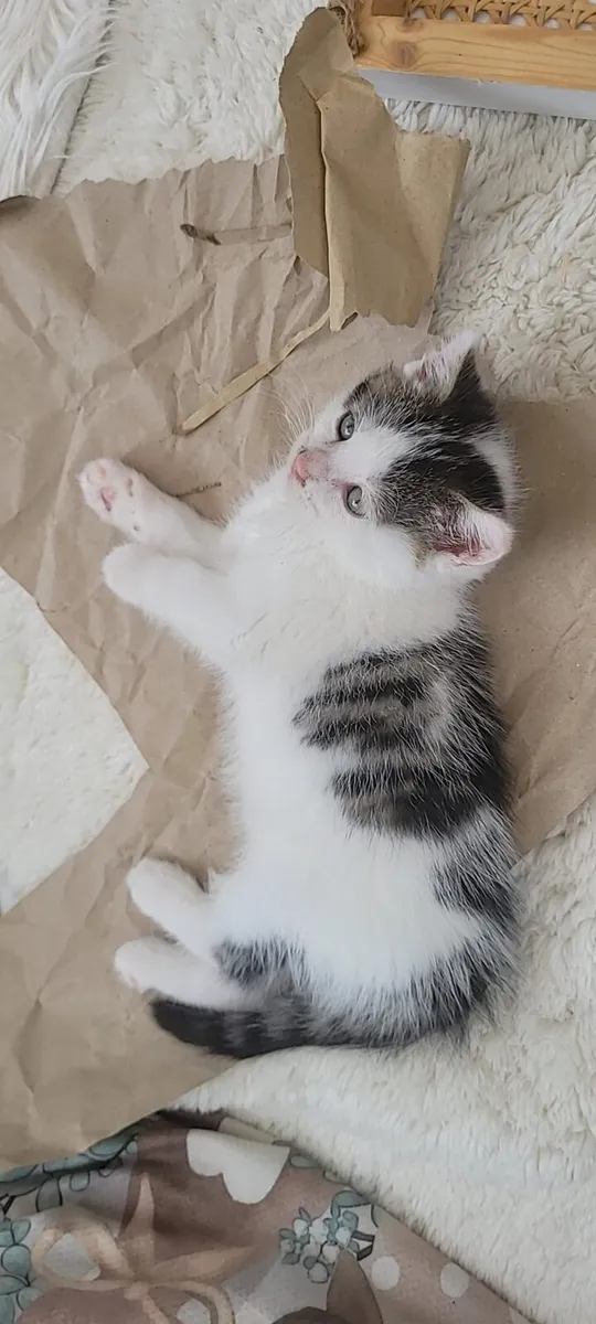 Kitten - Image 2