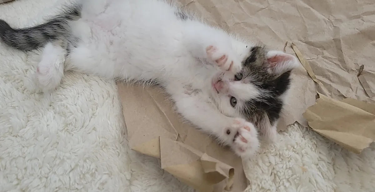 Kitten - Image 3