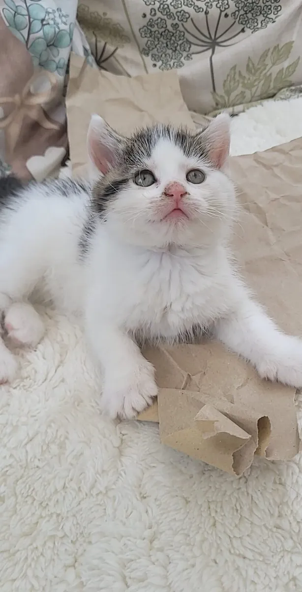 Kitten - Image 4