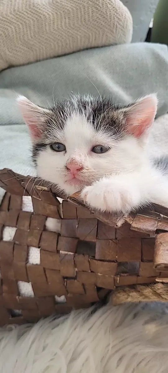 Kitten - Image 1