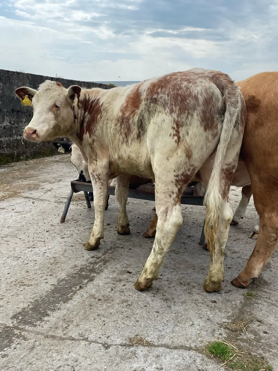 Quality Breeding Heifers - Image 1