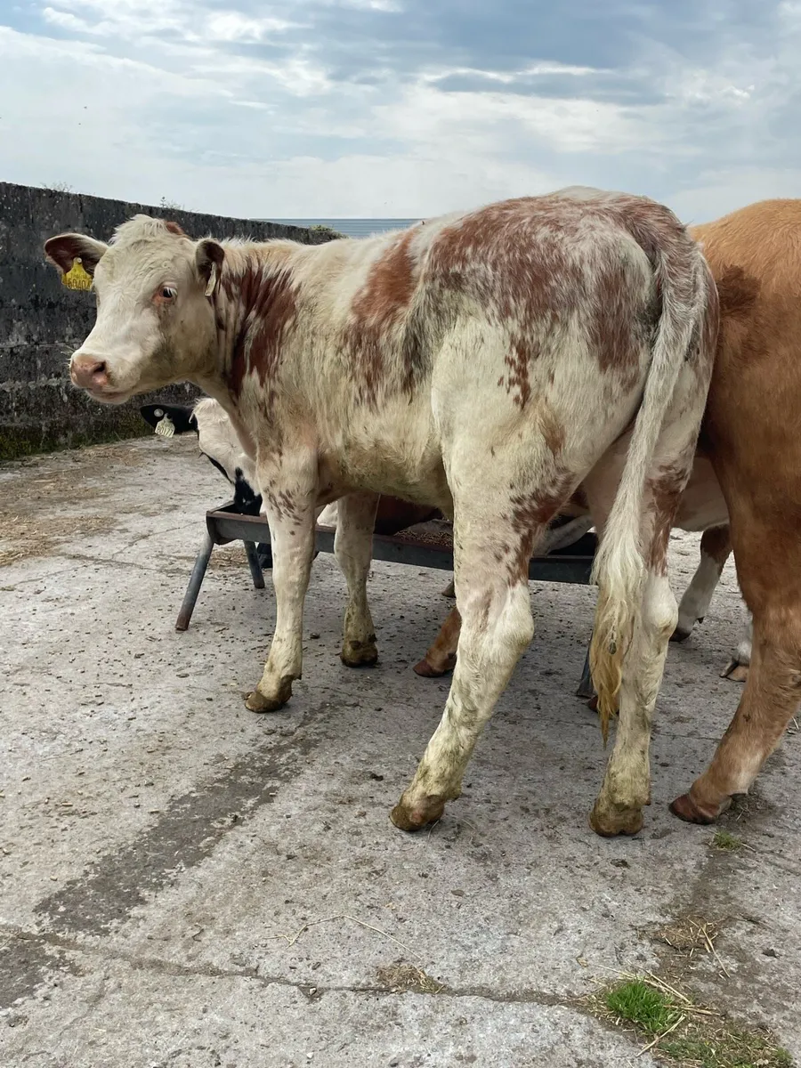 Quality Breeding Heifers - Image 2