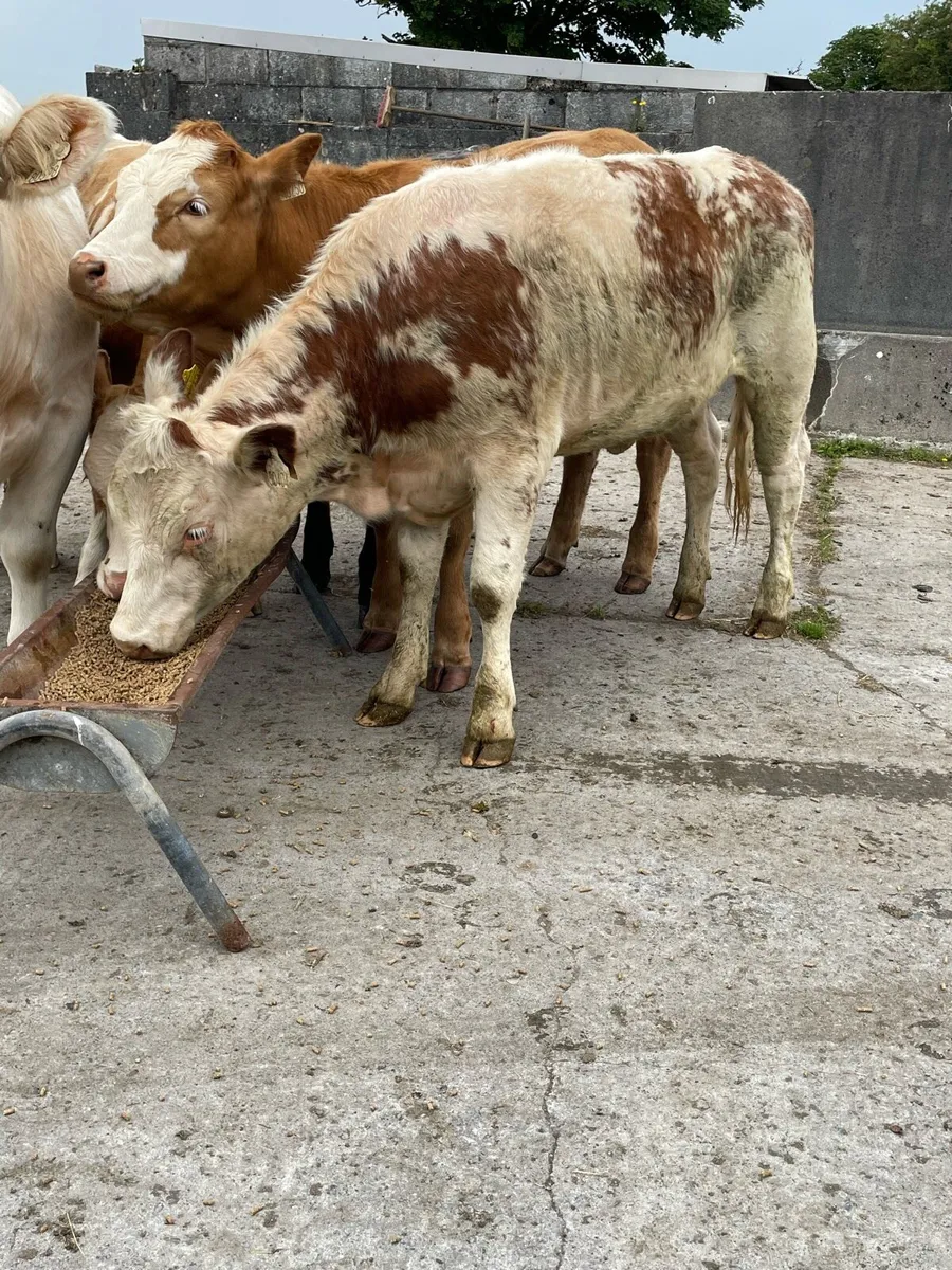 Quality Breeding Heifers - Image 3