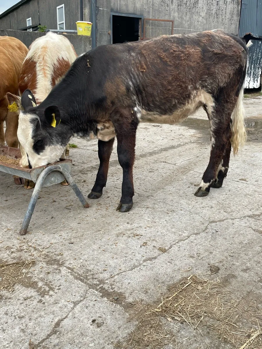 Quality Breeding Heifers - Image 4