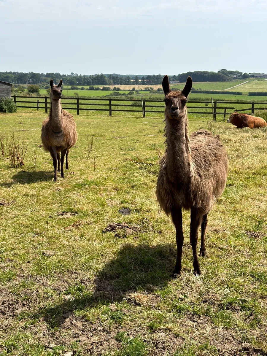 Llamas - Image 1