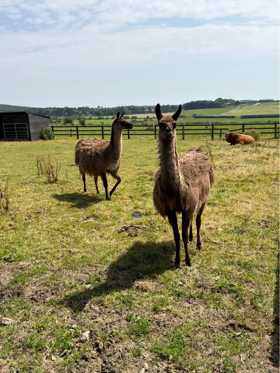 Llamas - Image 2
