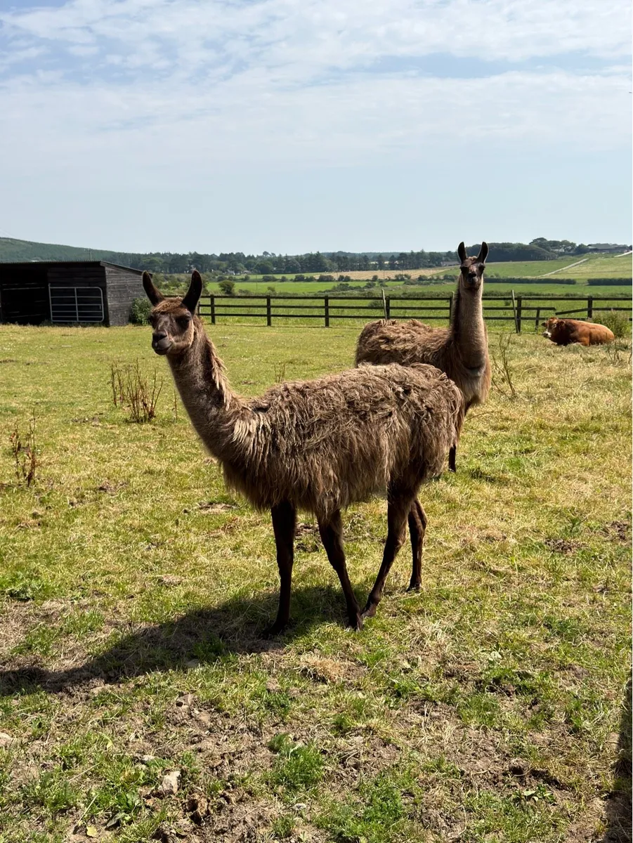 Llamas - Image 3