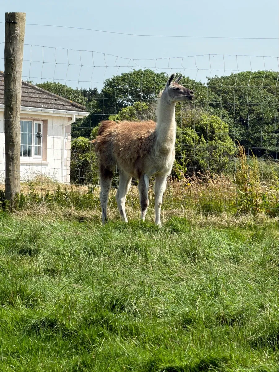 Llamas - Image 4
