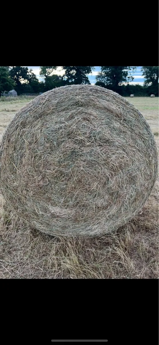 Hay for sale - Image 3