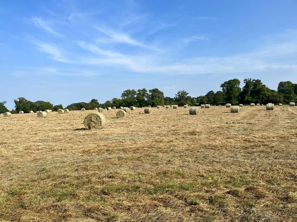 Hay for sale - Image 1