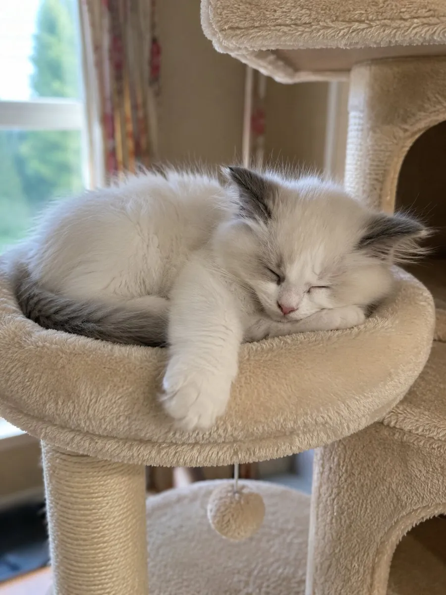 Beautiful Pedigree Ragdoll Kittens - Image 3