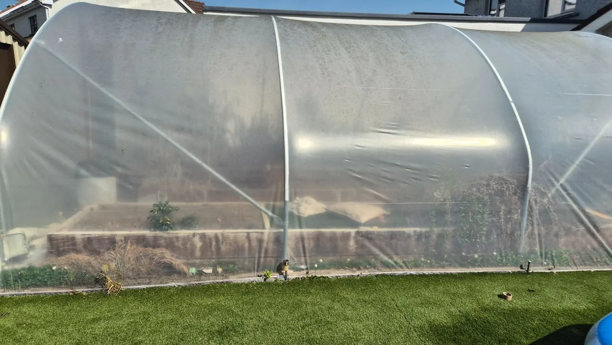 Polytunnel - Image 2