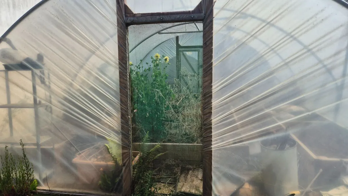 Polytunnel - Image 4