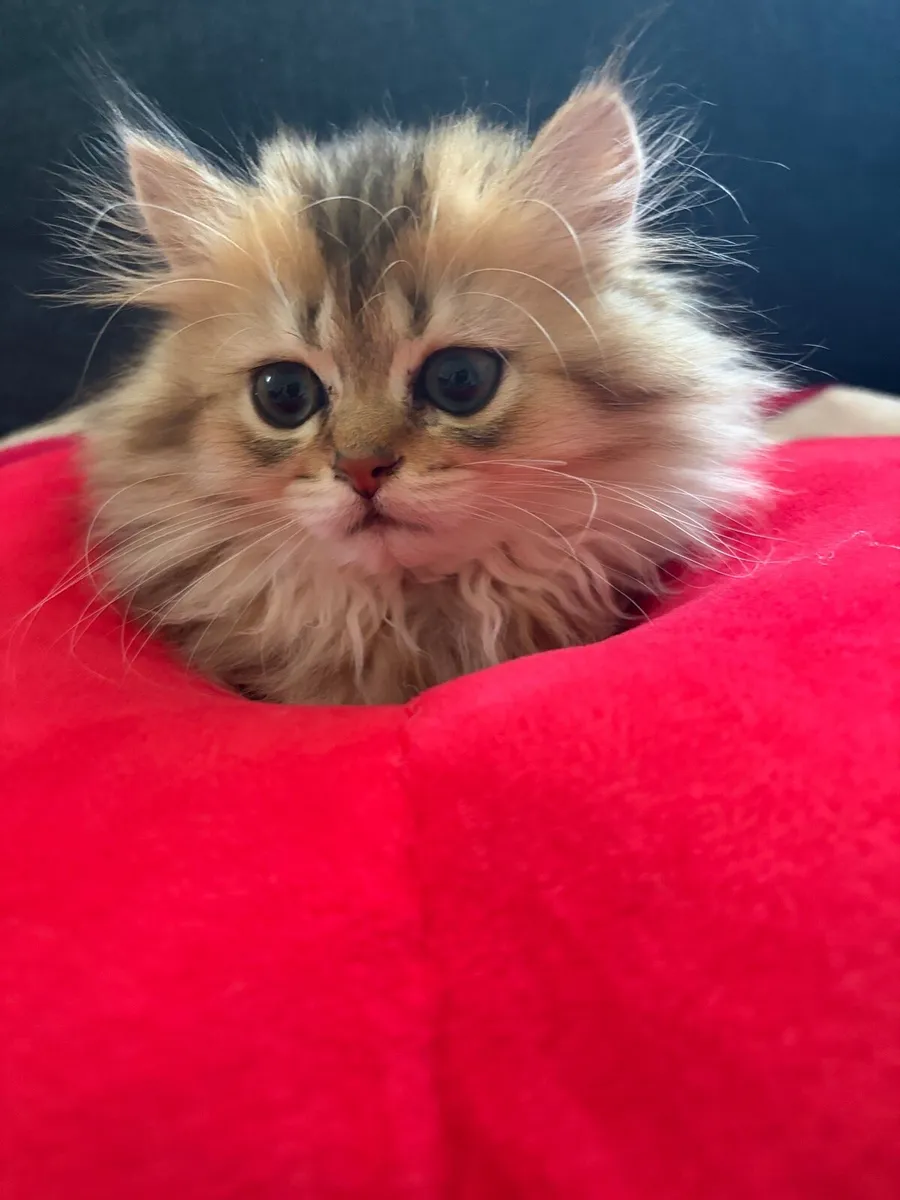British kitten - Image 3