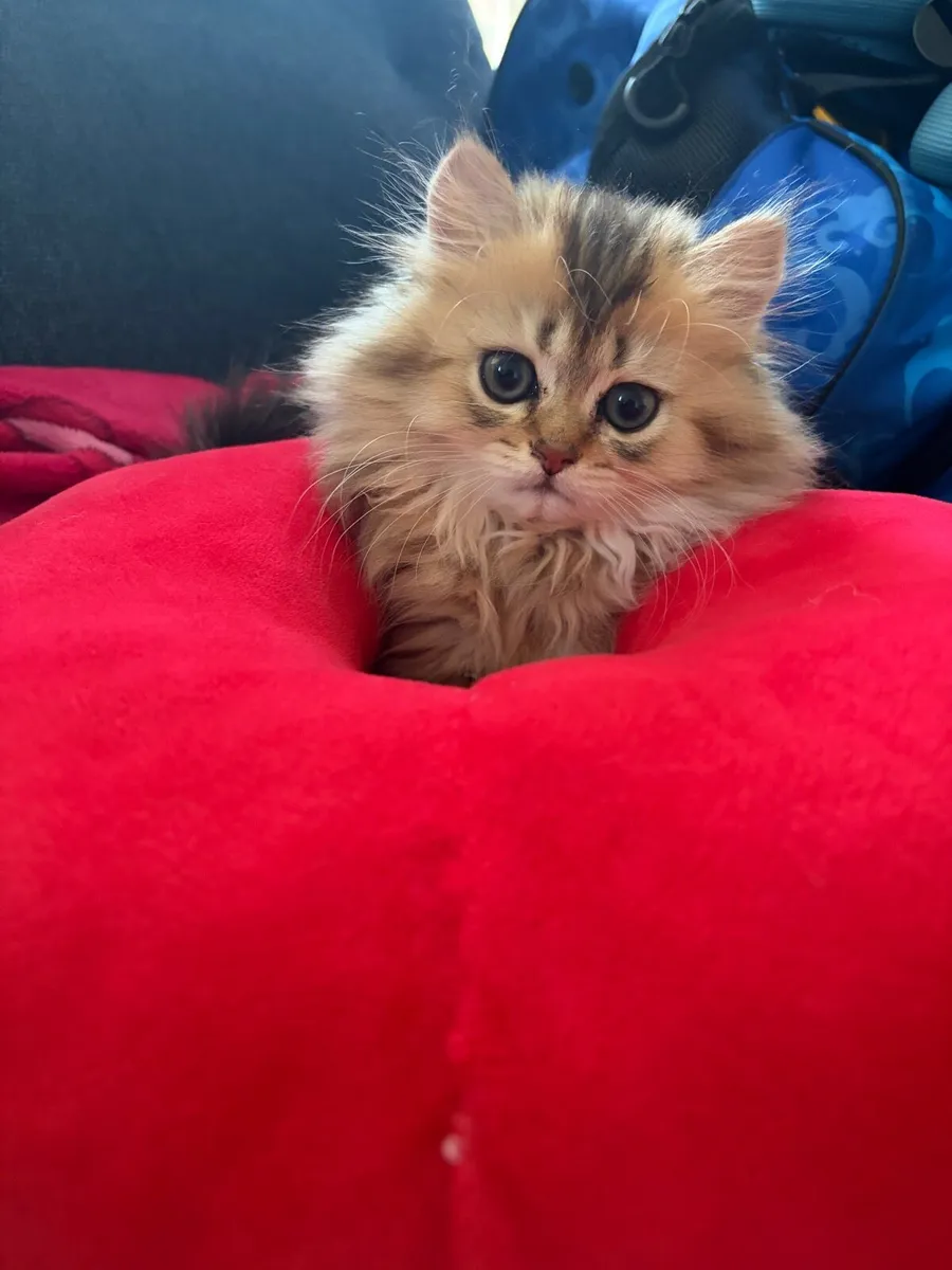 British kitten - Image 4