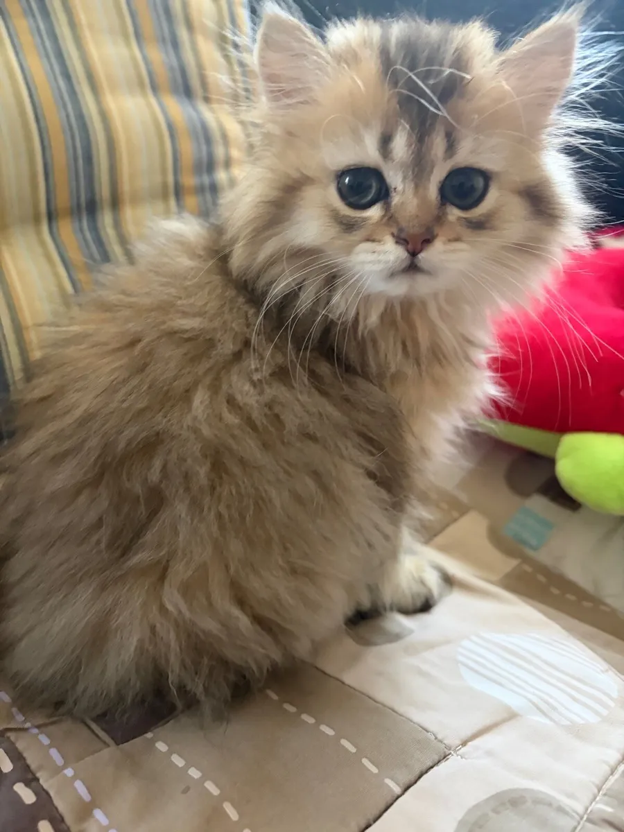 British kitten - Image 2