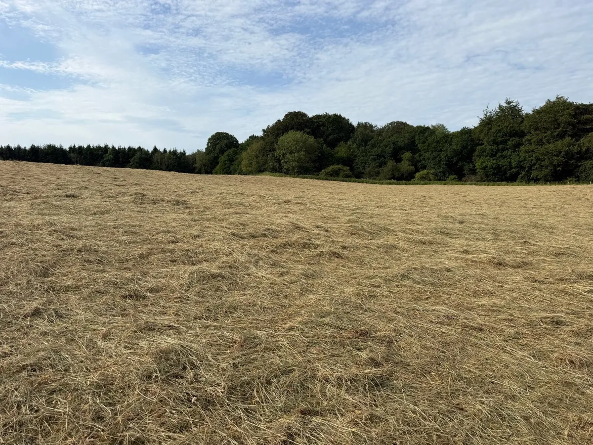 Hay - Image 2
