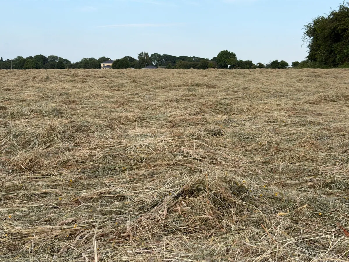 Hay - Image 3