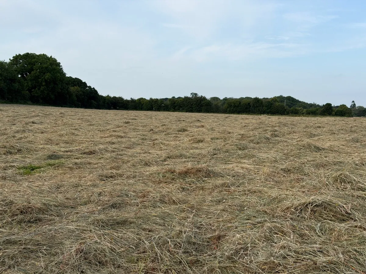 Hay - Image 4