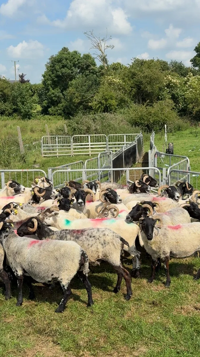 Horned ewes (correct) - Image 3