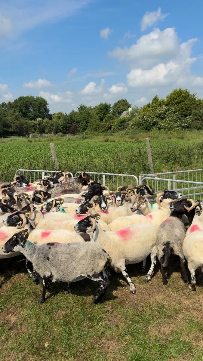 Horned ewes (correct) - Image 4