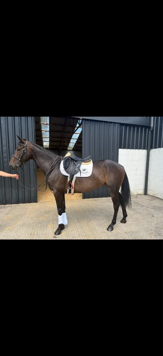 Stunning 6 year old - Image 1