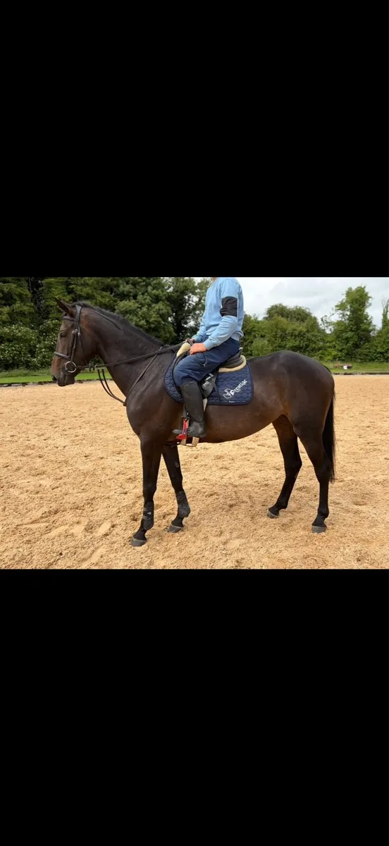 Stunning 6 year old - Image 3