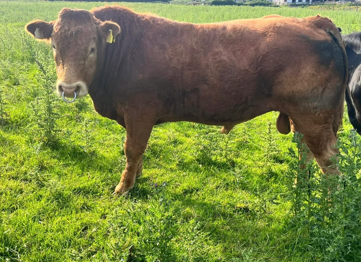 Registered pedigree Limousin Bull - Image 1