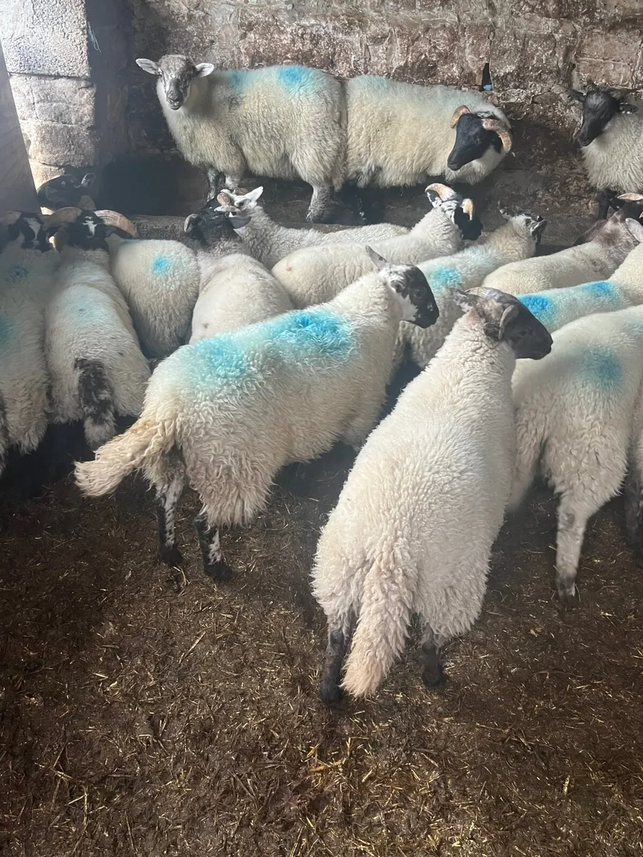 Store lambs - Image 1