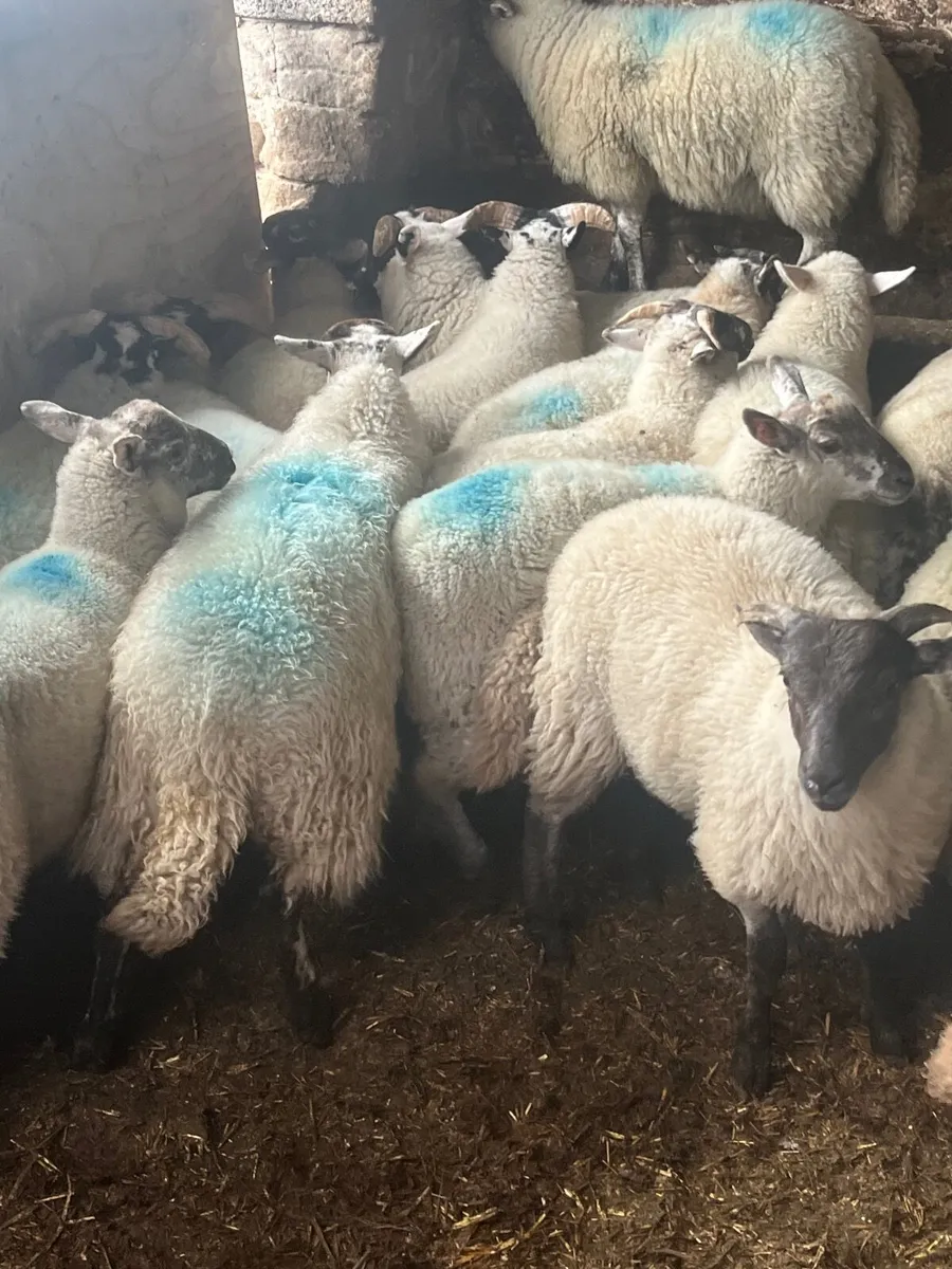 Store lambs - Image 2
