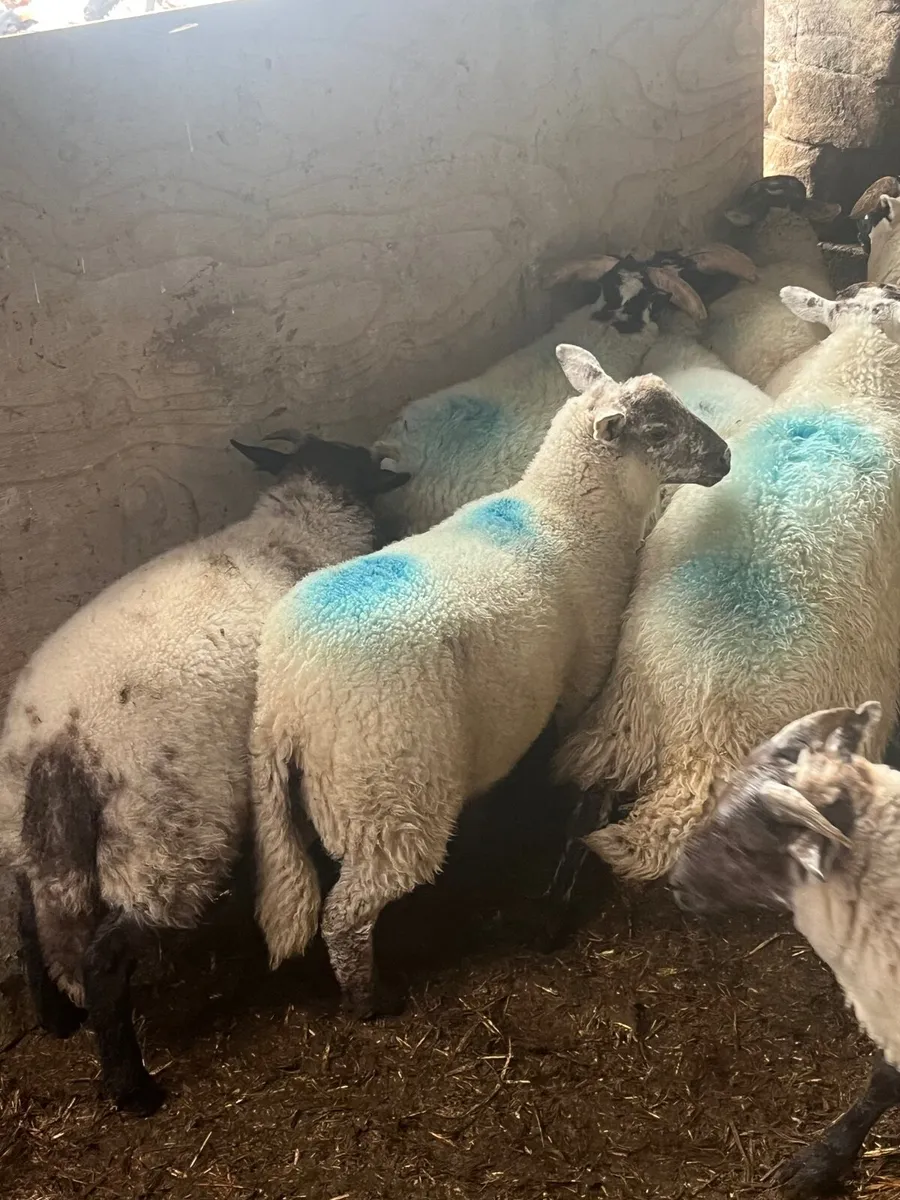 Store lambs - Image 3