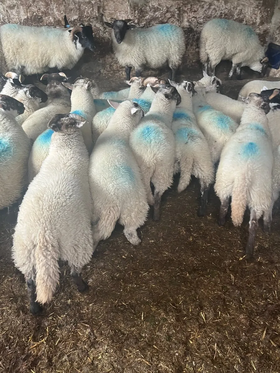 Store lambs - Image 4