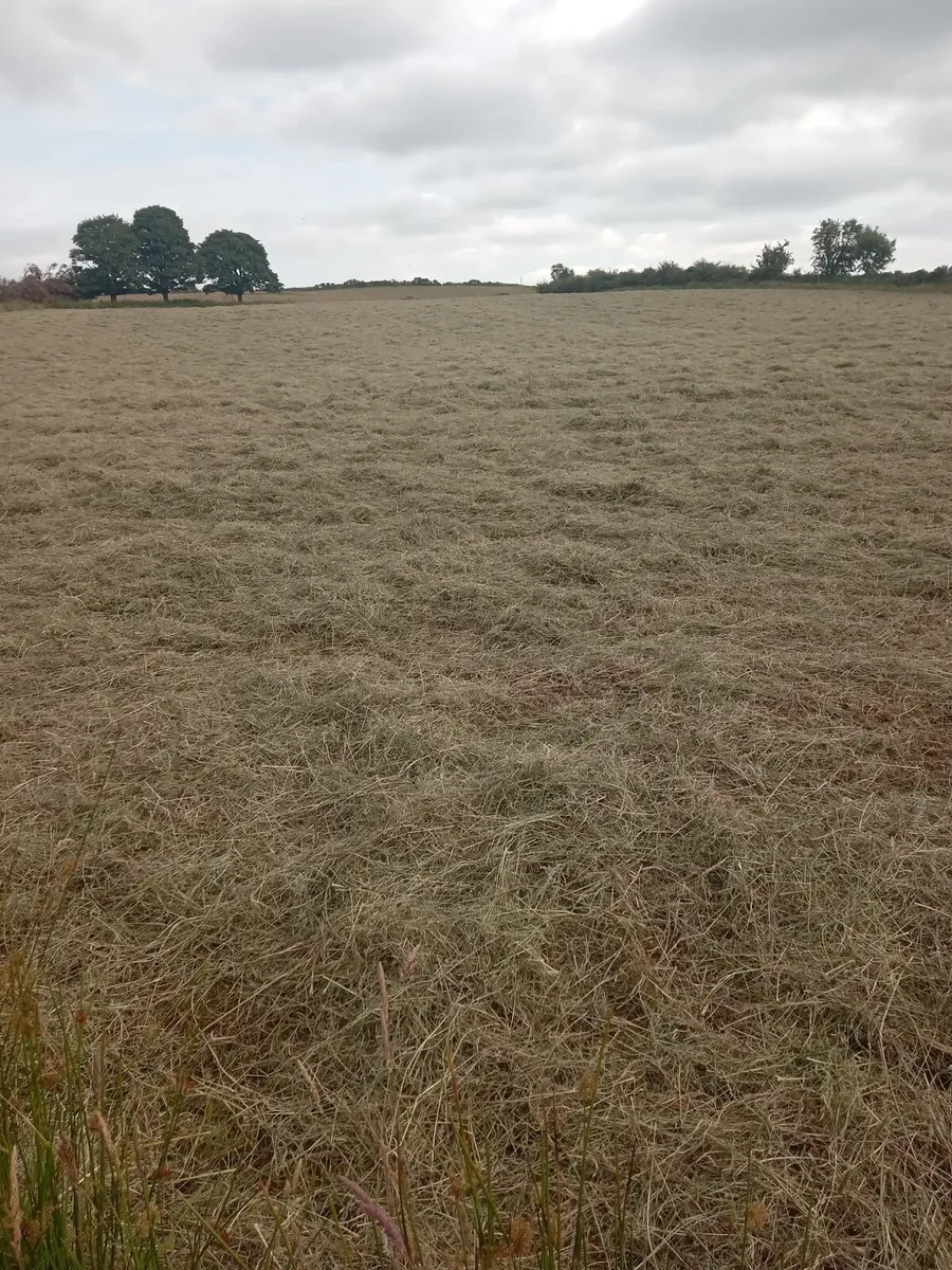 Hay - Image 3