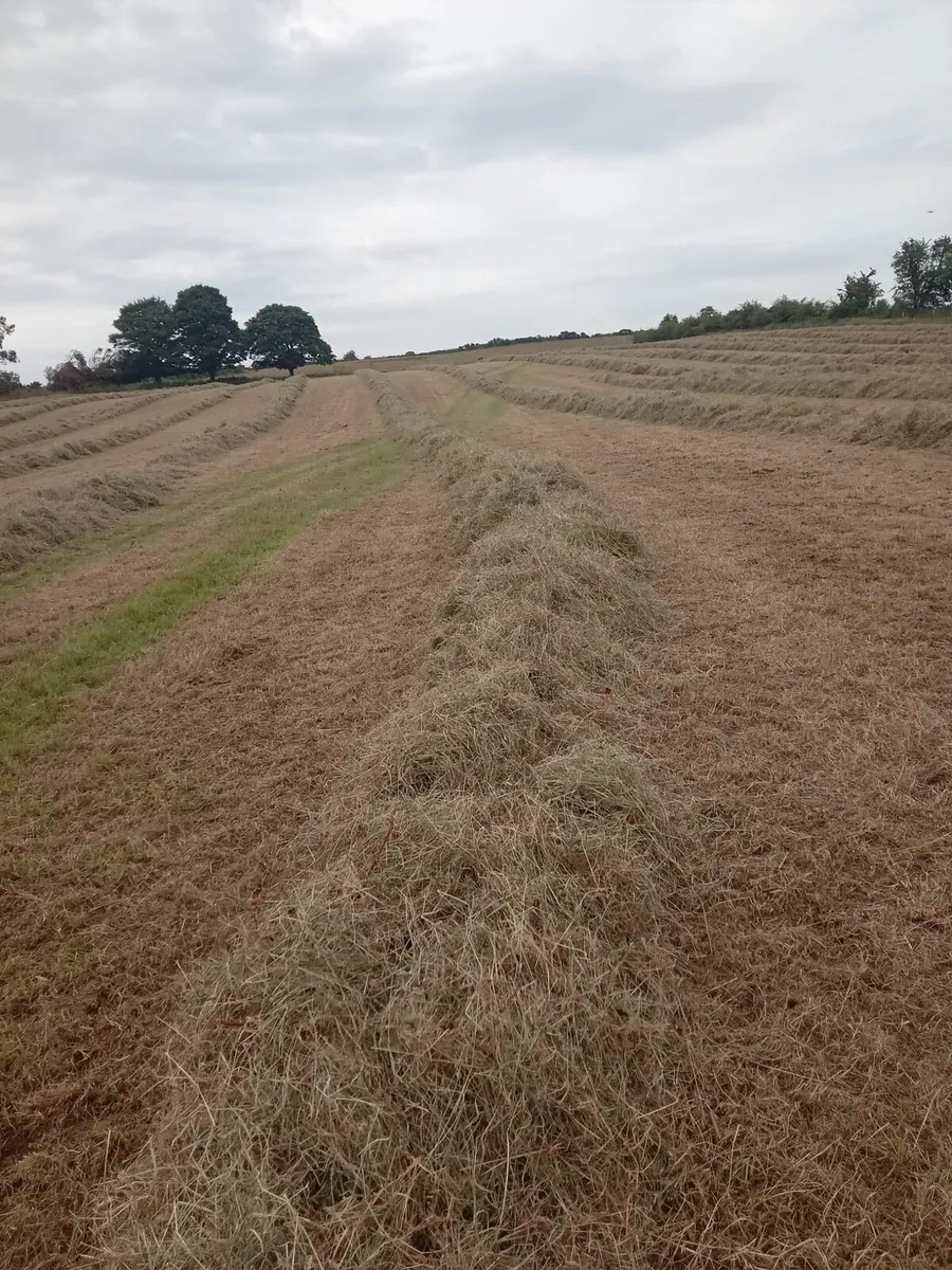 Hay - Image 4