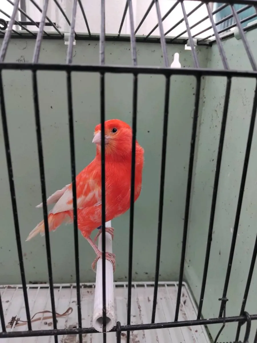 Birds and cages - Image 1