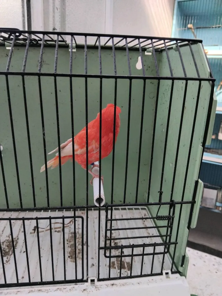 Birds and cages - Image 2